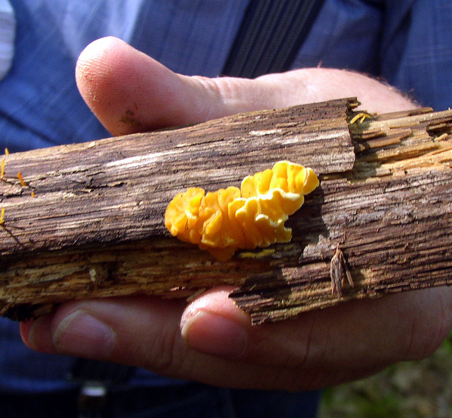 Ditiola pezziziformis 1